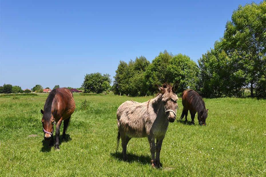 Ferienwohnungen Janssen-Graalfs Schillig Luaran gambar